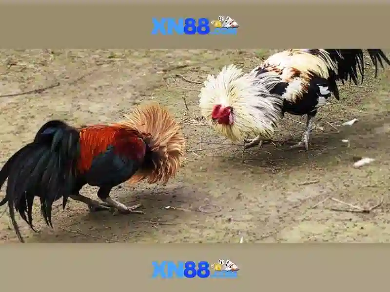 Giao diện nhà cái hoàn hảo