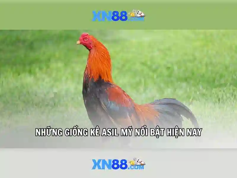 Giới thiệu về xn88: nền tảng giải trí và trò chơi trực tuyến