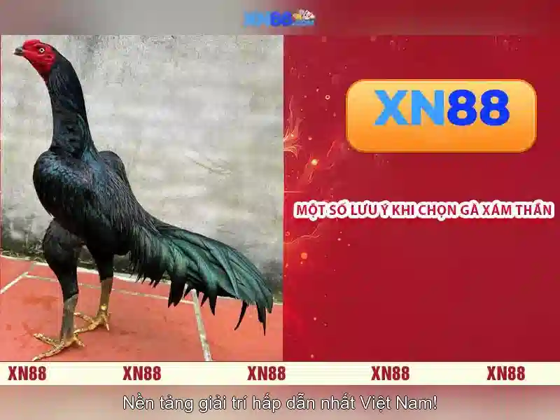 XN88: Giới thiệu về nền tảng và các tính năng nổi bật