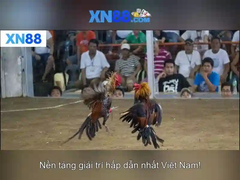Kinh nghiem cho nguoi moi\n<h>Ket luan ve xn88</h>\n<p><span style=