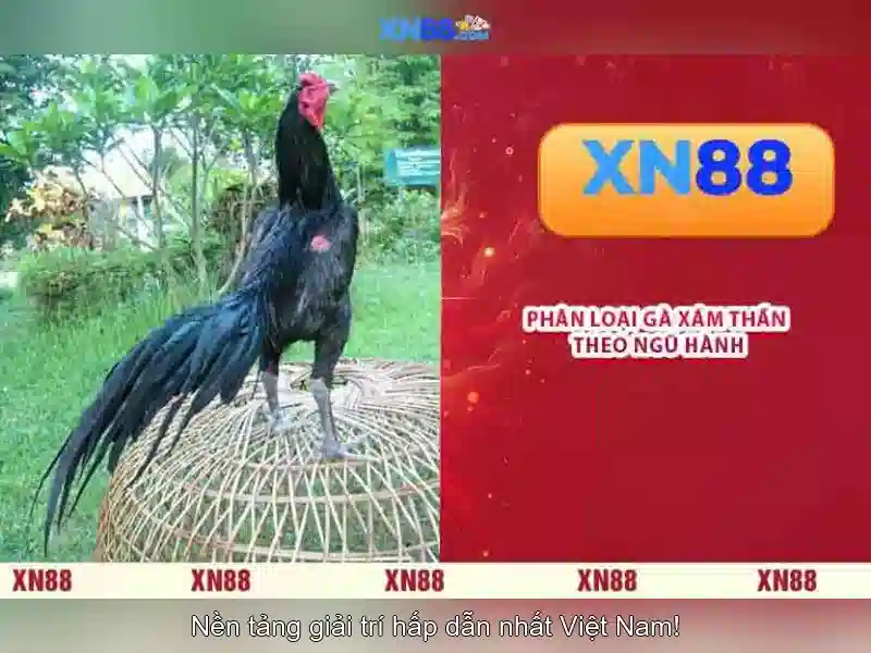 xn88 là gì và tại sao nó được quan tâm