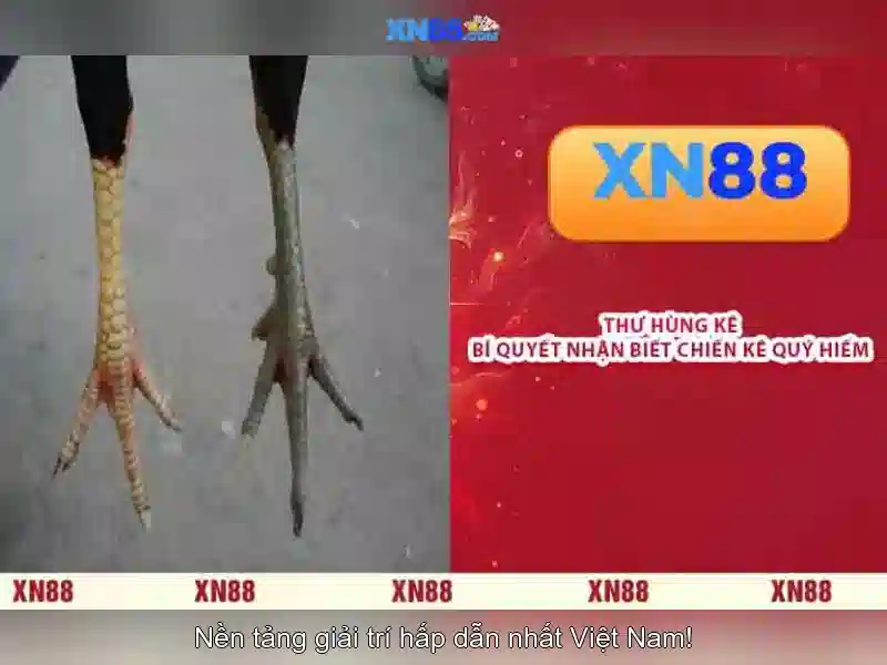 Giới thiệu về xn88\n<h2><b>Tại sao xn88 thu hút người chơi</b></h2>\n<p><span style=